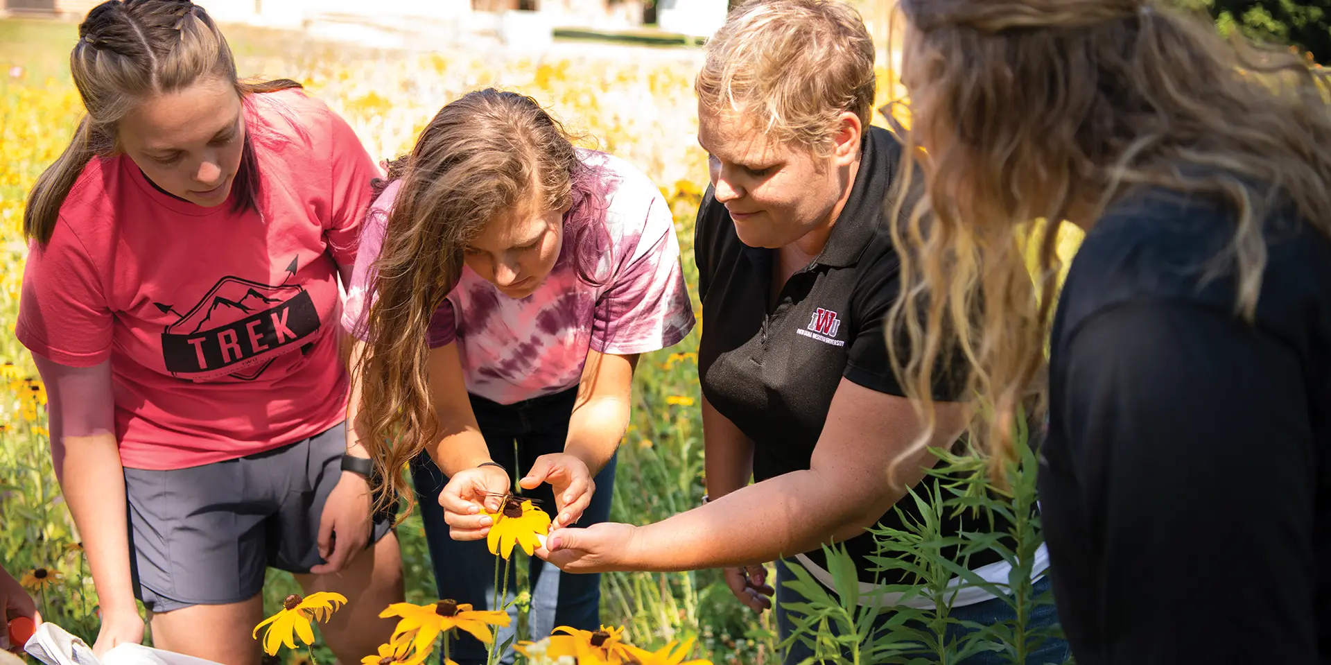 IWU Bee Research